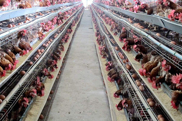 1524466507231871.jpg 鸡舍.jpg