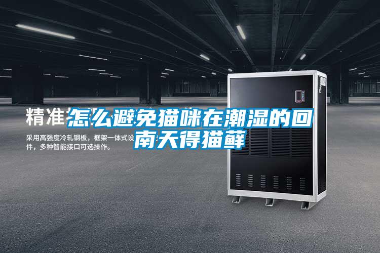 怎么避免猫咪在潮湿的回南天得猫藓