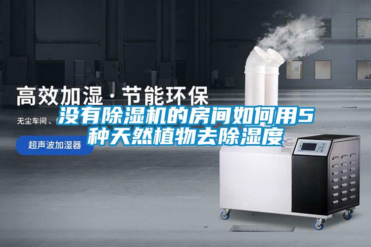 没有除湿机的房间如何用5种天然植物去除湿度