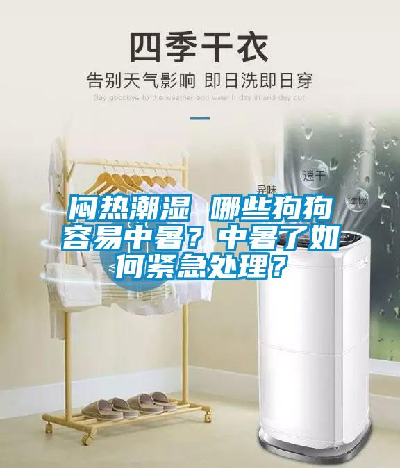 闷热潮湿 哪些狗狗容易中暑？中暑了如何紧急处理？