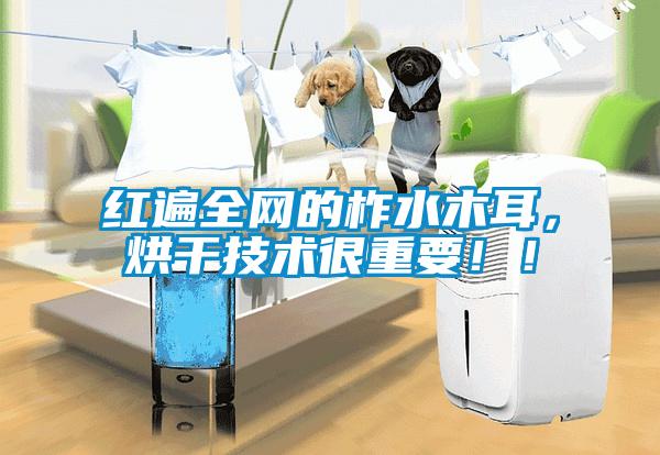 红遍全网的柞水木耳，烘干技术很重要！！