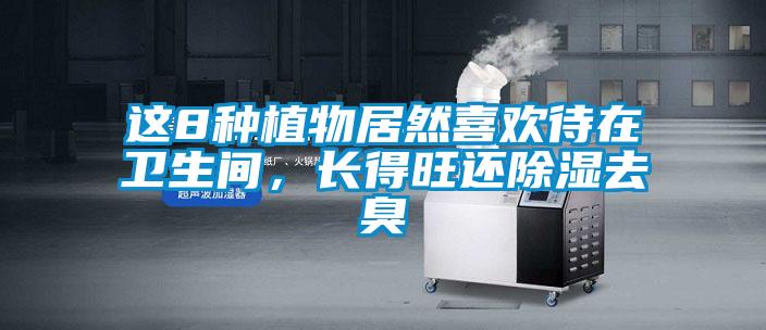 这8种植物居然喜欢待在卫生间，长得旺还除湿去臭