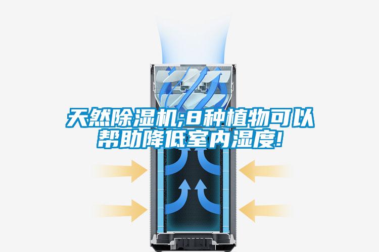 天然除湿机;8种植物可以帮助降低室内湿度!